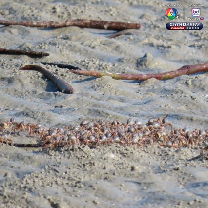 “ปูทหาร” เดินขบวนเต็มหาด สะท้อนความสมบูรณ์ธรรมชาติ