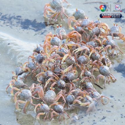 “ปูทหาร” เดินขบวนเต็มหาด สะท้อนความสมบูรณ์ธรรมชาติ