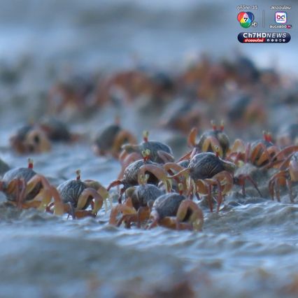 “ปูทหาร” เดินขบวนเต็มหาด สะท้อนความสมบูรณ์ธรรมชาติ