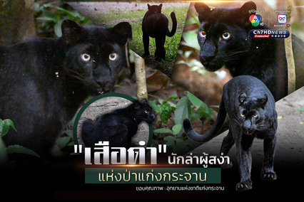 “เสือดำ” นักล่าผู้สง่า แห่งป่าแก่งกระจาน