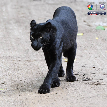 “เสือดำ” นักล่าผู้สง่า แห่งป่าแก่งกระจาน