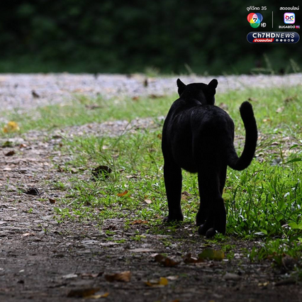 “เสือดำ” นักล่าผู้สง่า แห่งป่าแก่งกระจาน