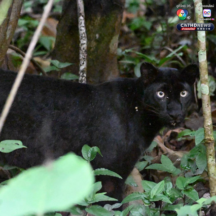 “เสือดำ” นักล่าผู้สง่า แห่งป่าแก่งกระจาน