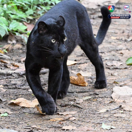 “เสือดำ” นักล่าผู้สง่า แห่งป่าแก่งกระจาน