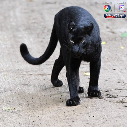 “เสือดำ” นักล่าผู้สง่า แห่งป่าแก่งกระจาน