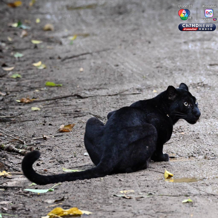 “เสือดำ” นักล่าผู้สง่า แห่งป่าแก่งกระจาน