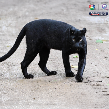 “เสือดำ” นักล่าผู้สง่า แห่งป่าแก่งกระจาน