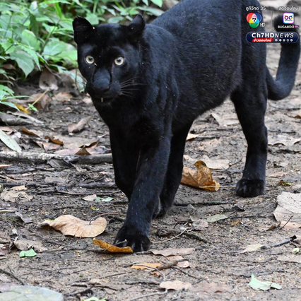 “เสือดำ” นักล่าผู้สง่า แห่งป่าแก่งกระจาน