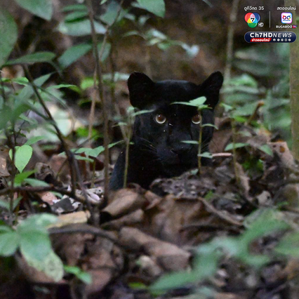 “เสือดำ” นักล่าผู้สง่า แห่งป่าแก่งกระจาน