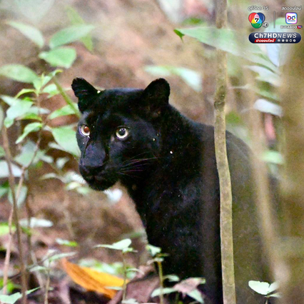 “เสือดำ” นักล่าผู้สง่า แห่งป่าแก่งกระจาน