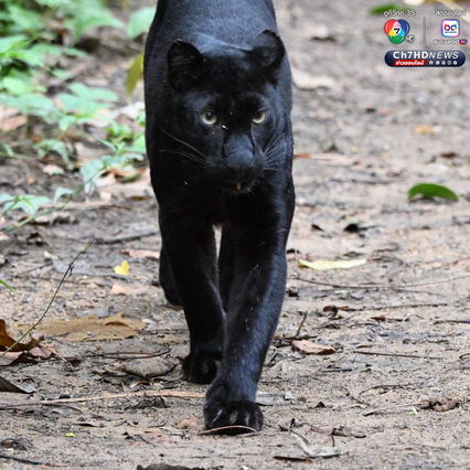 “เสือดำ” นักล่าผู้สง่า แห่งป่าแก่งกระจาน