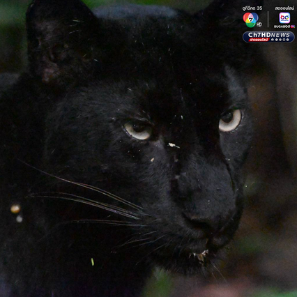 “เสือดำ” นักล่าผู้สง่า แห่งป่าแก่งกระจาน