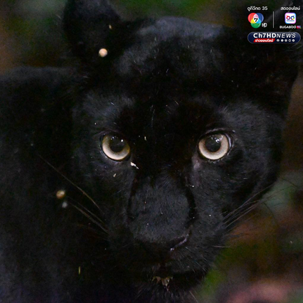 “เสือดำ” นักล่าผู้สง่า แห่งป่าแก่งกระจาน