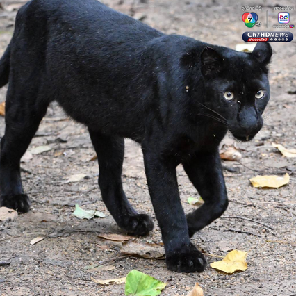 “เสือดำ” นักล่าผู้สง่า แห่งป่าแก่งกระจาน