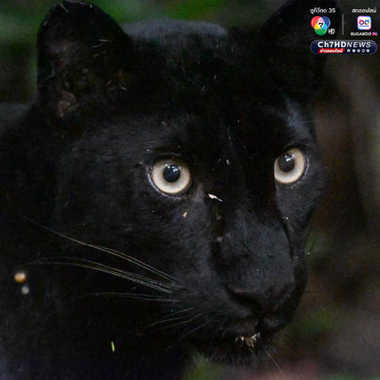 “เสือดำ” นักล่าผู้สง่า แห่งป่าแก่งกระจาน