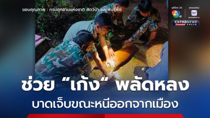 ช่วย “เก้ง” พลัดหลง บาดเจ็บขณะหนีออกจากเมือง