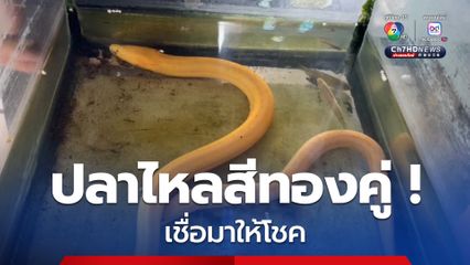 เชื่อมาให้โชค ! ปลาไหลสีทองคู่ โผล่กลางทุ่งนา 