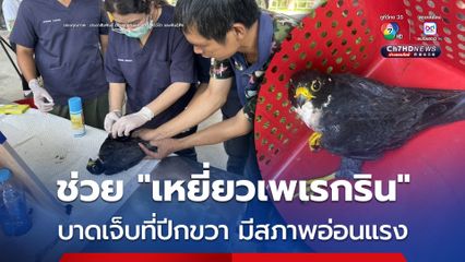 ช่วย "เหยี่ยวเพเรกริน" บาดเจ็บที่ปีกขวา มีสภาพอ่อนแรง
