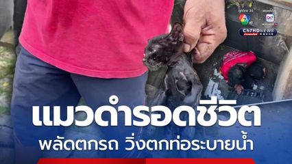 ช่วยชีวิตแมวดำ พลัดตกรถ วิ่งหนีตกท่อระบายน้ำ