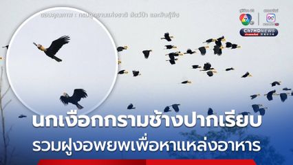 นกเงือกกรามช้างปากเรียบ รวมฝูงอพยพเพื่อหาแหล่งอาหาร