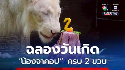 เชียงใหม่ไนท์ซาฟารีฉลองวันเกิด "น้องจาคอป" ลูกสิงโตขาว ครบ 2 ขวบ 
