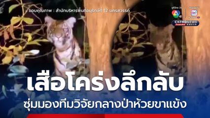 เสือโคร่งลึกลับ ซุ่มมองทีมวิจัยกลางป่าห้วยขาแข้ง