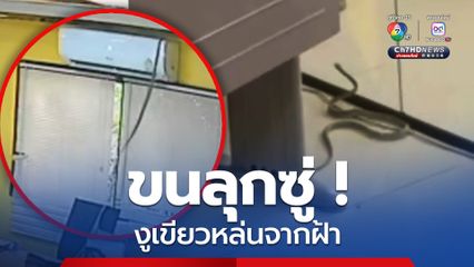 ขนลุกซู่ทั้งออฟฟิศ จู่ๆมีงูโผล่ร่วงหล่นมาจากฝ้าเพดาน เชื่อมาให้โชค