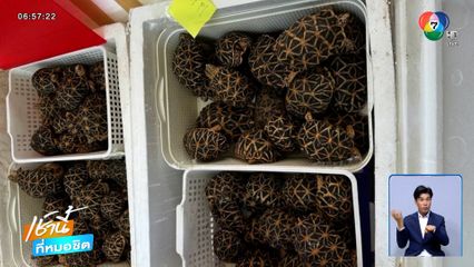 ลักลอบขนเต่าดาวอินเดีย สัตว์ป่าคุ้มครอง 191 ตัว