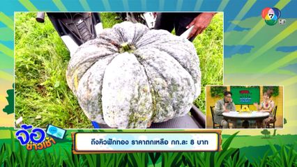 ถึงคิวฟักทอง ราคาตกเหลือ กก.ละ 8 บาท