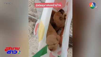 มิติใหม่ของการทิ้งสุนัข