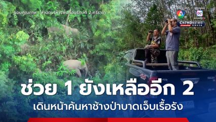 ช่วย 1 ยังเหลืออีก 2 เดินหน้าค้นหาช้างป่าบาดเจ็บเรื้อรัง