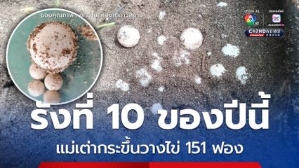 รังที่ 10 ของปีนี้ แม่เต่ากระขึ้นวางไข่ 151 ฟอง