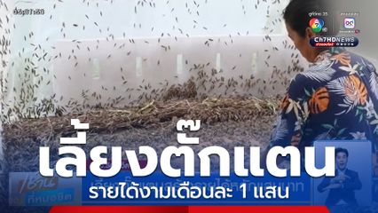 เลี้ยงตั๊กแตนสร้างรายได้หลักแสนบาท