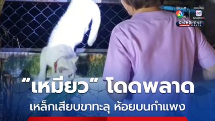 “เหมียว” กระโดดพลาดถูกเหล็กบนกำแพงบ้านเสียบขาทะลุ เจ้าของรีบแจ้งอาสากู้ภัยช่วย