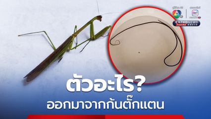 ตัวอะไร? ออกมาจากก้นตั๊กแตน