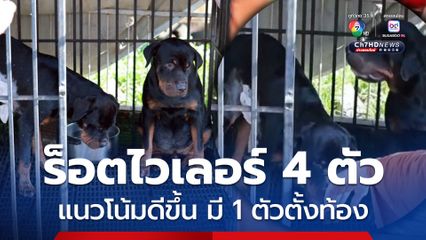 ร็อตไวเลอร์ 4 ตัวอาการดีขึ้น พบมี 1 ตัวตั้งท้อง
