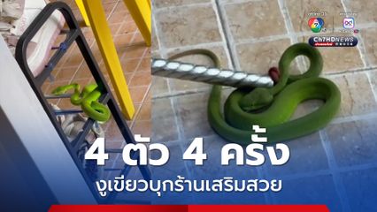 บูชาพญานาคหวังเปิดธุรกิจ งูเขียวเลื้อยเข้าร้านเสริมสวย 4 ตัว 4 ครั้ง