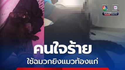 คนใจร้าย ใช้ฉมวกยิงแมวท้องแก่ เจ้าของรีบนำตัวส่งโรงพยาบาลเพื่อรักษาชีวิต