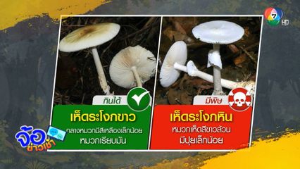 เตือนภัยกินเห็ดพิษ ป่วยแล้ว 96 ราย
