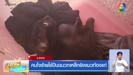 คนใจร้ายใช้ปืนฉมวกเหล็กยิงแมวท้องแก่