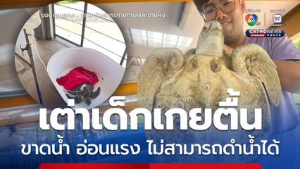 เต่าเด็กเกยตื้น ขาดน้ำ อ่อนแรง ไม่สามารถดำน้ำได้