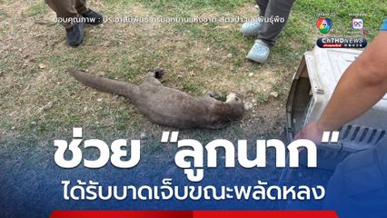 ช่วย “ลูกนาก” ได้รับบาดเจ็บขณะพลัดหลง