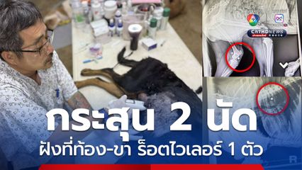 ร็อตไวเลอร์ 1 ใน 4 ที่ถูกทิ้งกลางป่า พบกระสุนที่ท้อง และขา
