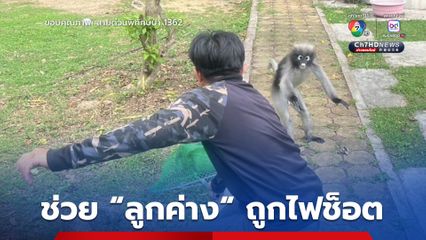 ช่วย "ลูกค่างแว่นถิ่นใต้" ถูกไฟฟ้าช็อต ขา-หาง ได้รับบาดเจ็บ