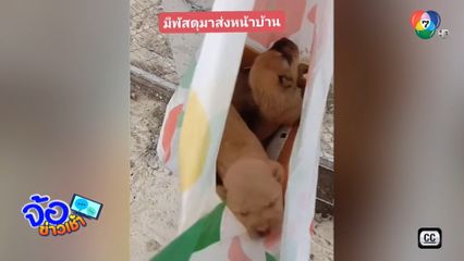 มิติใหม่ของการทิ้งสุนัข จ.เพชรบูรณ์