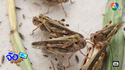 อดีตเจ้าของฟาร์มหมู ผันตัวเลี้ยงตั๊กแตน สร้างรายได้หลักแสนบาท