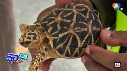 ลักลอบขนเต่าดาวอินเดีย สัตว์ป่าคุ้มครอง 191 ตัว