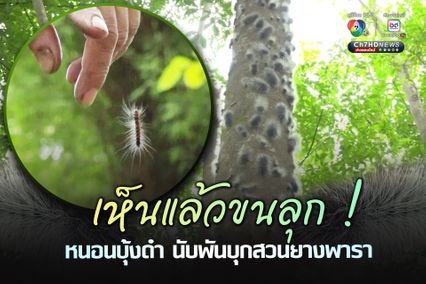 เกษตรกรเห็นแล้วขนลุก หนอนบุ้งดำ นับพันบุกสวนยางพารา