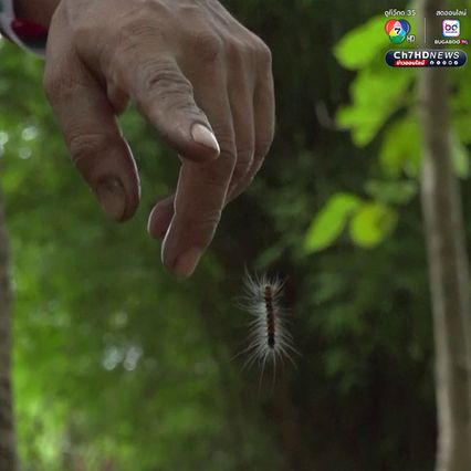 เกษตรกรเห็นแล้วขนลุก หนอนบุ้งดำ นับพันบุกสวนยางพารา