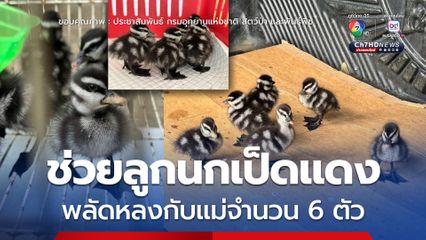 ช่วยลูกนกเป็ดแดง พลัดหลงกับแม่จำนวน 6 ตัว